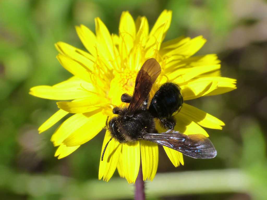 Andrena sp. - Ostia (RM)